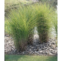 Feinhalm Chinaschilf FloraSelf Miscanthus sinensis 'Gracillimus' H 10-60 cm T 14 cm