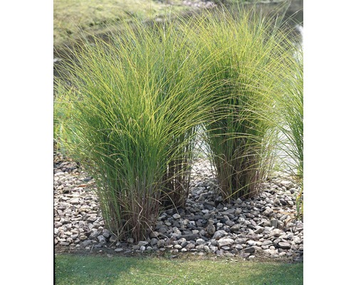 Roseau de Chine dans un parterre de jardin avec des pierres