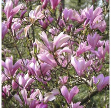 Gros plan d''un magnolia en fleurs