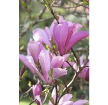 Gros plan d''une fleur de magnolia