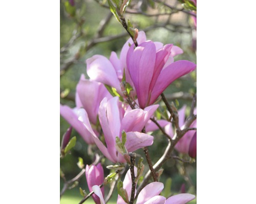 Gros plan d''une fleur de magnolia