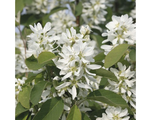 Säulen Felsenbirne FloraSelf Amelanchier alnifolia 'Obelisk'® H 100-125 cm Co 15 L Blüten der Felsenbirne mit grünen Blättern