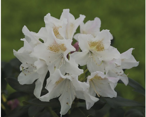 Rhododendron FloraSelf® Rhododendron Hybride 'blanc' h 25-30 cm