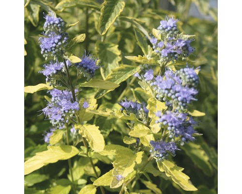 Caryopteris Caryopteris clandonensis 'Summer Sorbet' H 40-60 cm Co 4 L