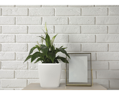 Plante d''intérieur dans un pot blanc à côté d''un cadre photo sur une table devant un mur de briques