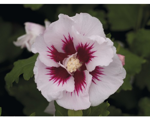 Nahaufnahme einer Hibiskusblüte mit weißen Blütenblättern und rotem Zentrum