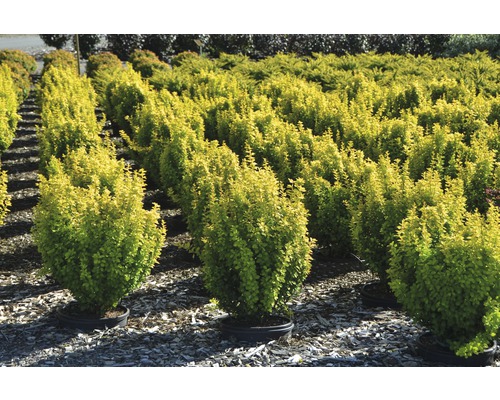 Rangée d''arbustes de berbéris en pots pour le jardin