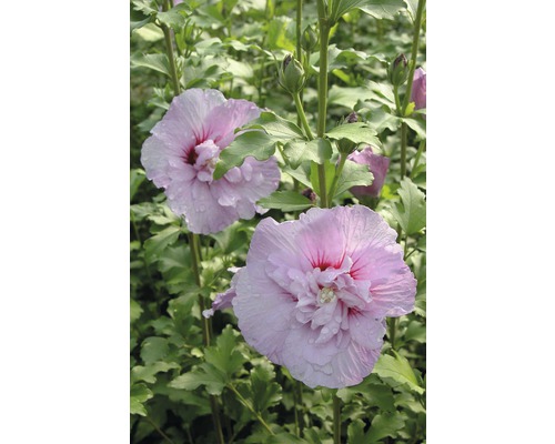 Blühender Hibiskusstrauch im Garten