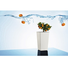 Pflanzvase Lafiora Elise Kunststoff 15 x 15 x 26 cm weiß inkl. Erdbewässerungsystem und Pflanzeinsatz-thumb-5