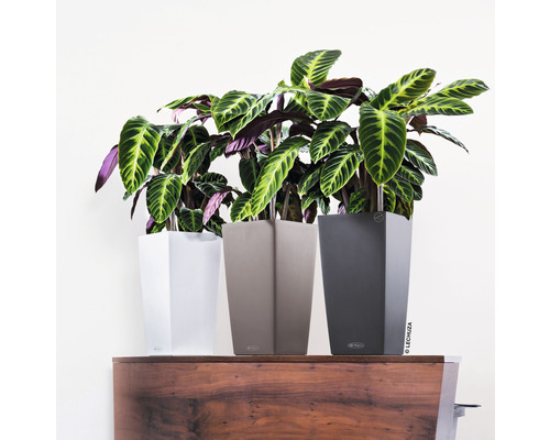 Trois plantes d''intérieur dans des pots sur une armoire en bois