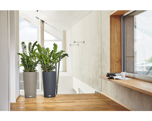 Deux plantes d''intérieur dans des pots structurés dans une pièce lumineuse