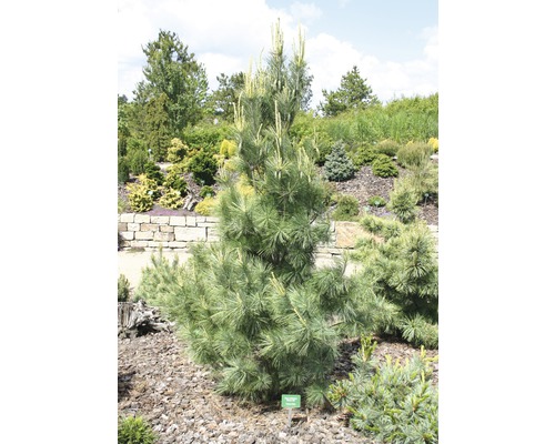 Tränen-Kiefer FloraSelf Pinus wallichiana 'Densa Hill' H 80-100 cm Co 10 L