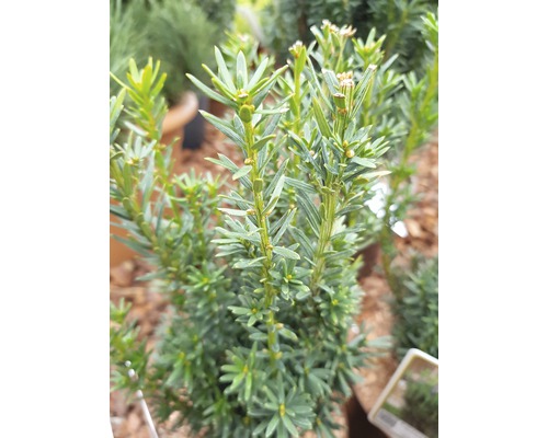 Détail d''un if à feuilles persistantes