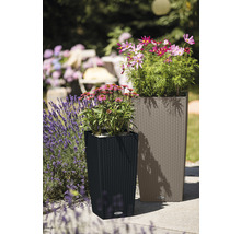 Deux bacs à plantes avec des plantes dans le jardin.