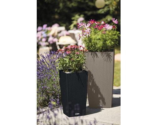 Deux bacs à plantes avec des plantes dans le jardin.