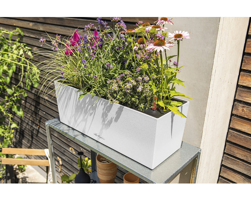 Rechteckiger Pflanzkasten mit verschiedenen Blumen auf einem Metalltisch