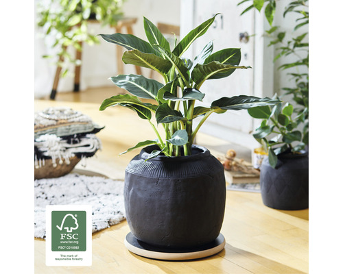 Photo d''intérieur d''une pièce avec une plante dans un pot structuré sur un socle en bois et le label FSC