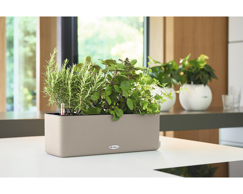 Jardinière rectangulaire avec herbes aromatiques et logo Lechuza sur une table