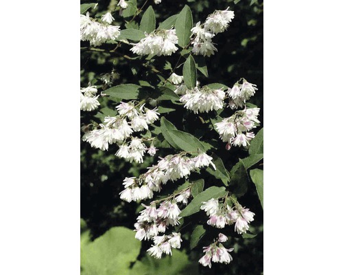 Gefüllter Sternchenstrauch, Maiblumen-Strauch FloraSelf Deutzia scabra 'Plena' H 80-100 cm Co 10 L