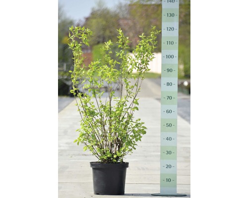 Troène en pot avec indication de taille