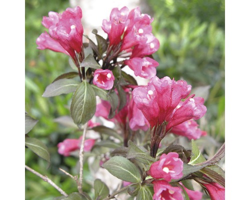 Blühender Weigelienstrauch