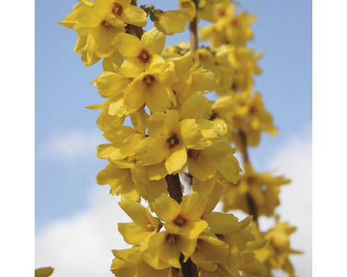 Gros plan de fleurs de forsythia sur une branche sur fond de ciel bleu