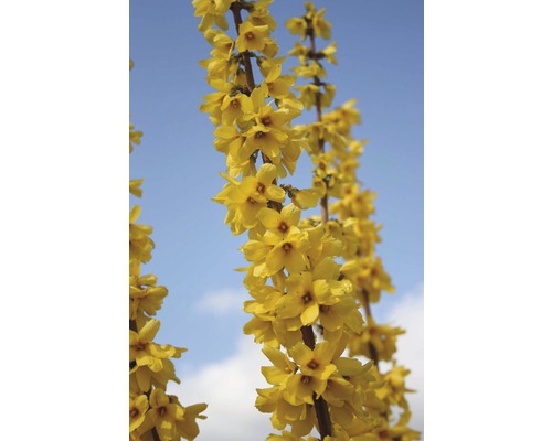 Forsythia en fleurs sur fond de ciel bleu
