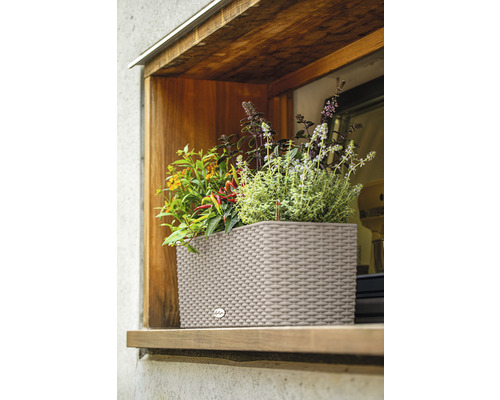 Jardinière avec diverses herbes aromatiques dans la fenêtre