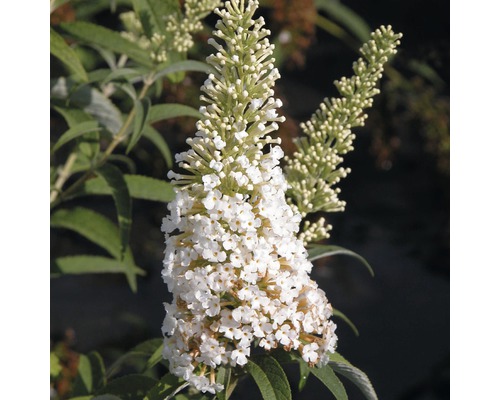 Buddleja, buddleia de David FloraSelf Buddleja davidii H 60-80 cm Co 3 L blanc