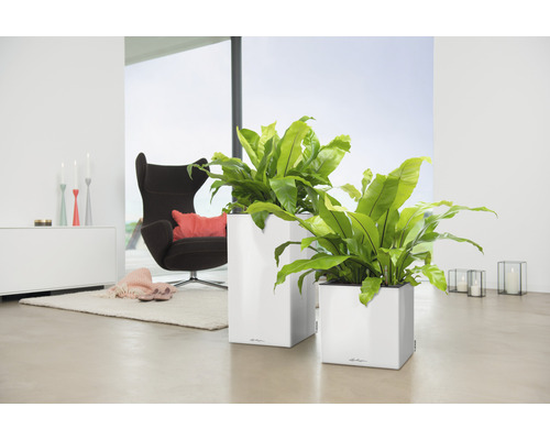 Zwei weiße Pflanzgefäße mit Pflanzen in einem hellen Raum.