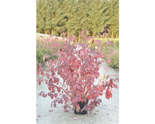 Rotholziger Hartriegel FloraSelf Cornus alba 'Sibirica' H 100-125 cm Co 15 L Hartriegel im Topf mit roten Blättern