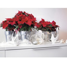 Weihnachtsstern in silberfarbenen Übertöpfen als Dekoration auf einem Sideboard