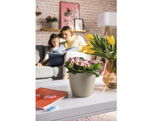 Espace de vie avec primevère en pot sur une table