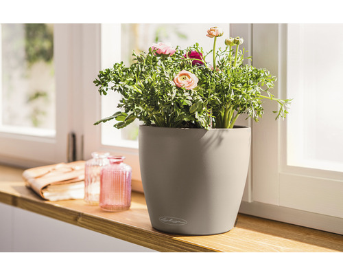 Renoncule dans un pot de fleurs Lechuza sur un rebord de fenêtre