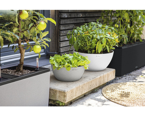 Lechuza Pflanzgefäße mit Salat, Paprika, Tomaten und Apfelbaum