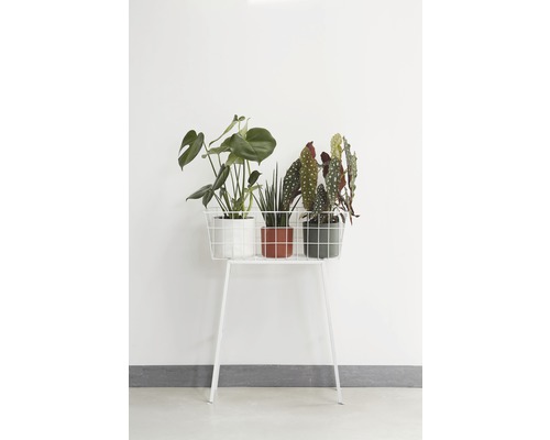 Plantes d''intérieur décoratives sur un support à plantes à l''intérieur