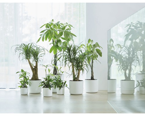 Plusieurs plantes d''intérieur en pot devant une fenêtre