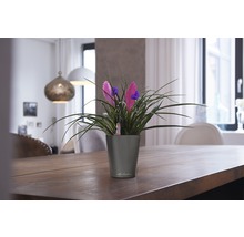 Pot de fleurs Lechuza Mini Deltini H 13 cm anthracite