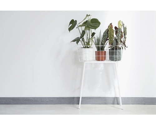 Support à plantes avec plantes d''intérieur en pots sur une étagère