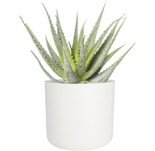 Aloe Vera Pflanze in einem Topf