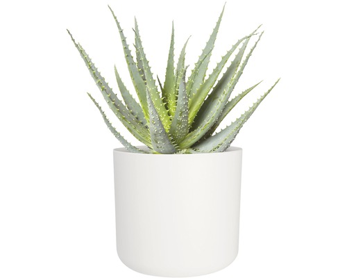 Plante d''aloe vera dans un pot