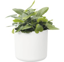 Übertopf elho b. for soft Kunststoff Ø 18 H 17 cm weiß