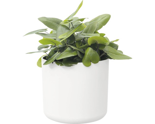 Plante fougère en cœur dans un pot blanc