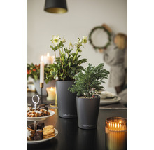 Table décorative avec plantes en pot, pâtisseries, bougies et une personne accrochant une couronne.
