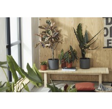 Photo d''intérieur avec différentes plantes d''intérieur en pot sur un banc en bois devant un mur en bois.