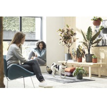Pièce lumineuse avec deux femmes, un chien et diverses plantes d''intérieur en pot sur une table en bois.