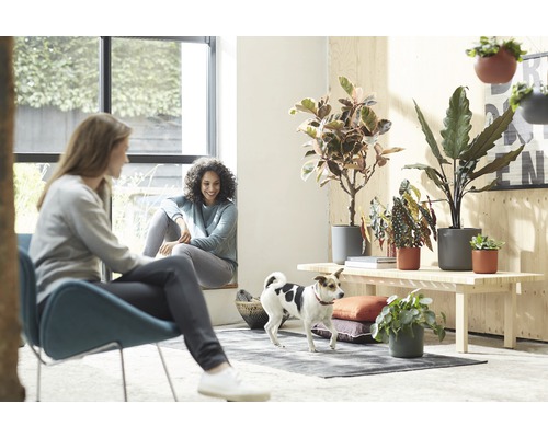 Pièce lumineuse avec deux femmes, un chien et diverses plantes d''intérieur en pot sur une table en bois.