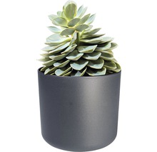 Plante succulente dans un pot