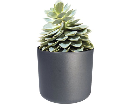 Plante succulente dans un pot