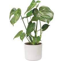 Monstera plante d''intérieur en pot